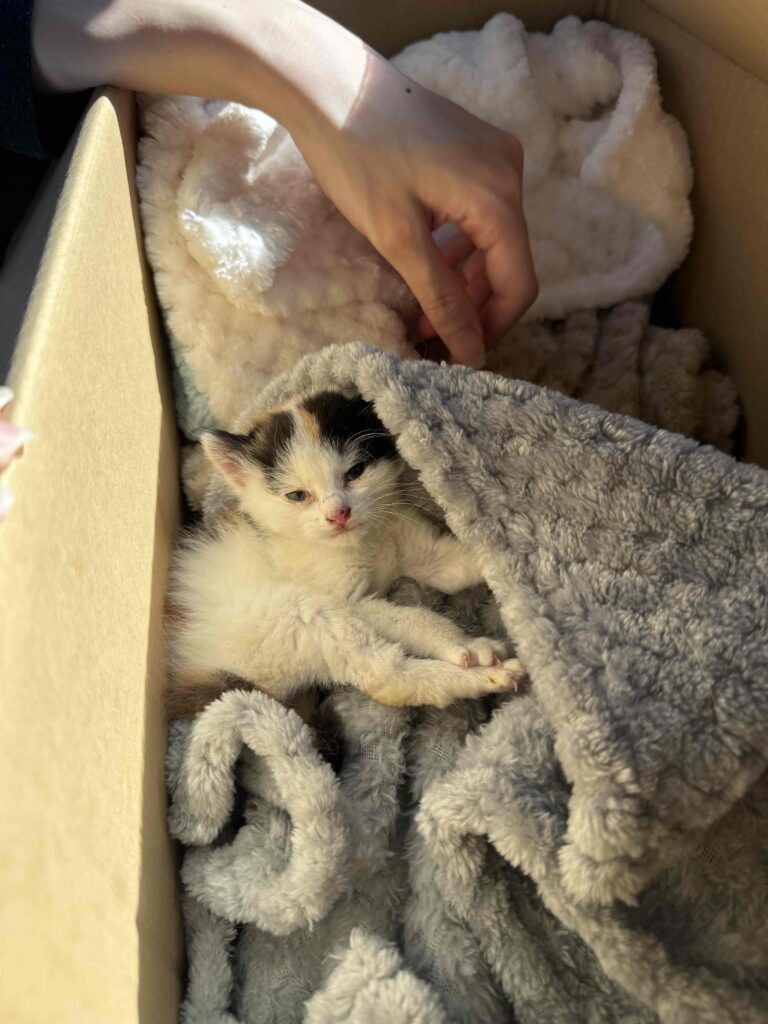 壁の中から聞こえる子猫の鳴き声|住まいのSOSから始まった救出劇